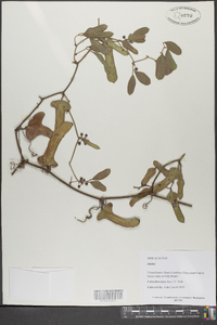 Smilax bona-nox image