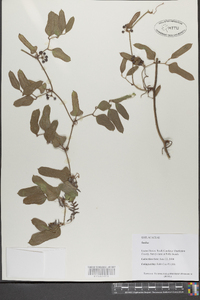 Smilax bona-nox image