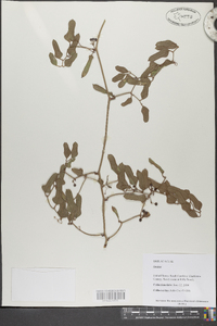 Smilax bona-nox image