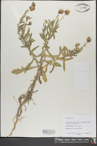 Borrichia frutescens image