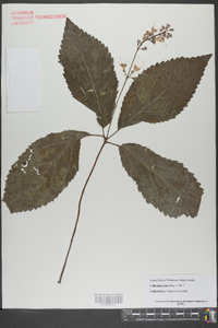 Collinsonia verticillata image