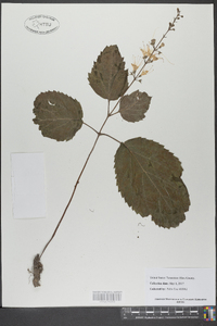 Collinsonia verticillata image