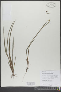 Sisyrinchium mucronatum image