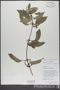 Bignonia capreolata image