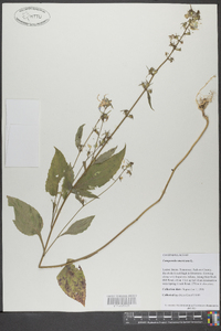 Campanulastrum americanum image