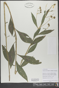 Verbesina alternifolia image