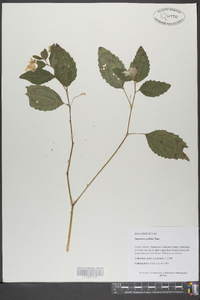 Impatiens pallida image