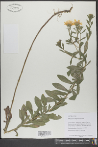 Heterotheca camporum var. camporum image