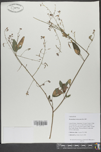 Desmodium tortuosum image