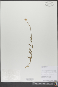 Polygala lutea image