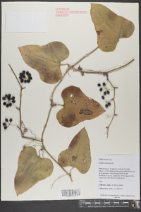 Smilax bona-nox image