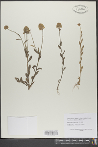 Polygala mariana image