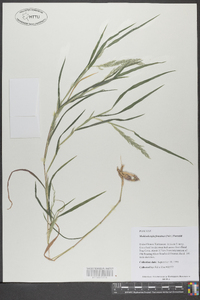 Muhlenbergia frondosa image