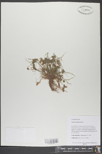 Cyperus squarrosus image