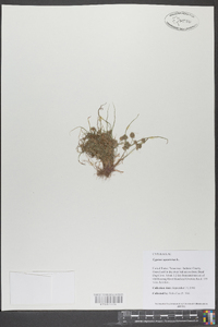 Cyperus squarrosus image