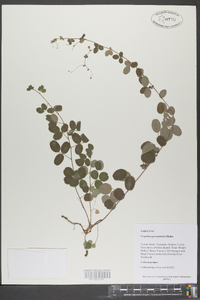 Lespedeza procumbens image