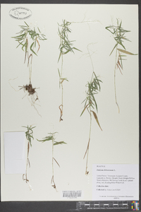 Panicum dichotomum image