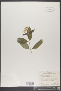 Asclepias perennis image