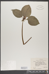 Trillium lanceolatum image