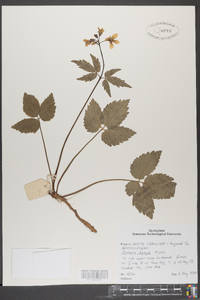 Cardamine diphylla image