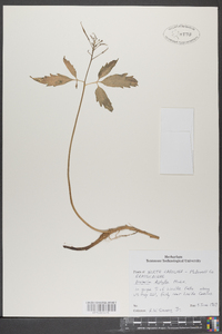 Cardamine diphylla image