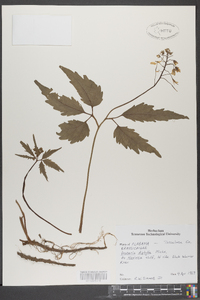 Cardamine diphylla image