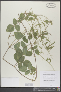 Desmodium glabellum image