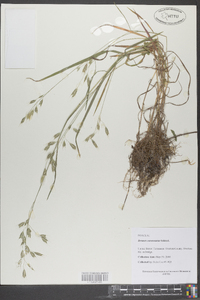 Bromus commutatus image