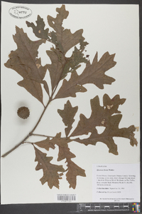 Quercus lyrata image