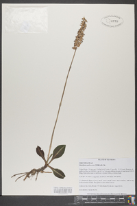 Goodyera pubescens image