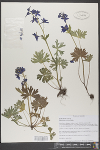 Delphinium tricorne image