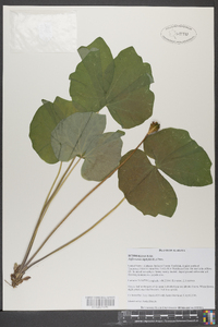 Jeffersonia diphylla image