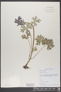 Delphinium tricorne image