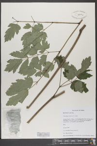 Actaea racemosa image