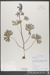 Delphinium tricorne image