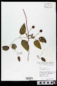 Clematis cumberlandensis image