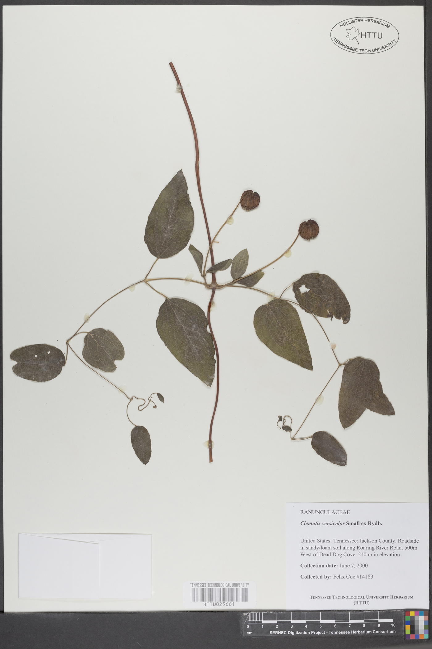 Clematis cumberlandensis image