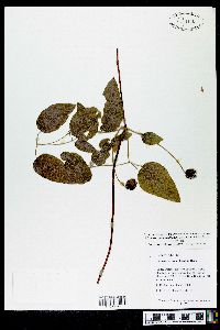 Clematis cumberlandensis image