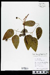 Clematis cumberlandensis image