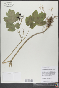 Caulophyllum thalictroides image