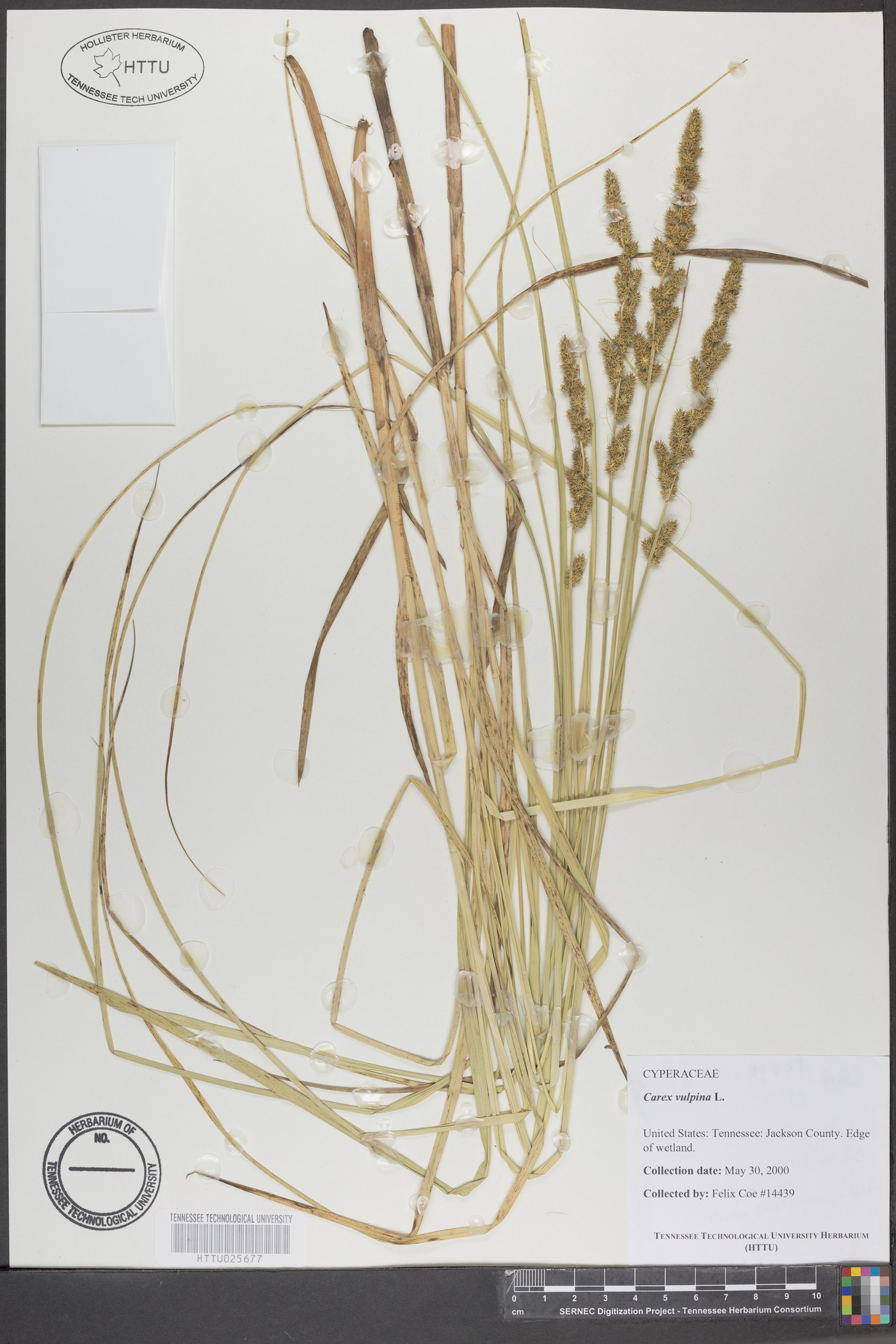 Carex vulpina image