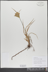 Cyperus lecontei image