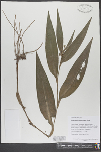 Tradescantia subaspera image