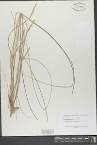 Spartina patens image