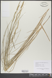 Spartina patens image