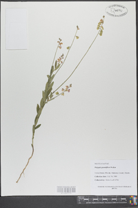 Asemeia grandiflora image