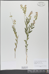 Polygala grandiflora image