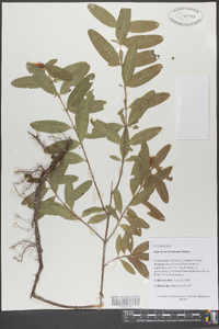 Hypericum frondosum image