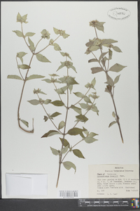 Pycnanthemum loomisii image