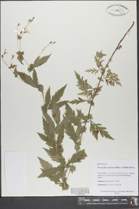 Gillenia stipulata image